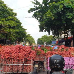 cận cảnh người dân chở vải thiều đi bán tai Lục Ngạn,Bắc Giang